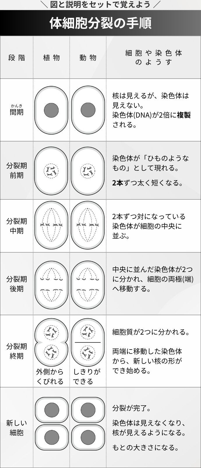 \ 図と説明をセットで覚えよう / 体細胞分裂の手順 段階 "細胞や染色体 のようす" "かんき 間期" "核は見えるが、染色体は見えない。 染色体(DNA)が2倍に複製される。" "分裂期 前期" "染色体が「ひものようなもの」として現れる。 2本ずつ太く短くなる。" "分裂期 中期" "2本ずつ対になっている 染色体が細胞の中央に 並ぶ。" "分裂期 後期" "中央に並んだ染色体が2つ に分かれ、細胞の両極(端) へ移動する。 " "分裂期 終期" "細胞質が2つに分かれる。 両端に移動した染色体 から、新しい核の形が でき始める。" 新しい細胞 "分裂が完了。 染色体は見えなくなり、核が見えるようになる。 もとの大きさになる。"