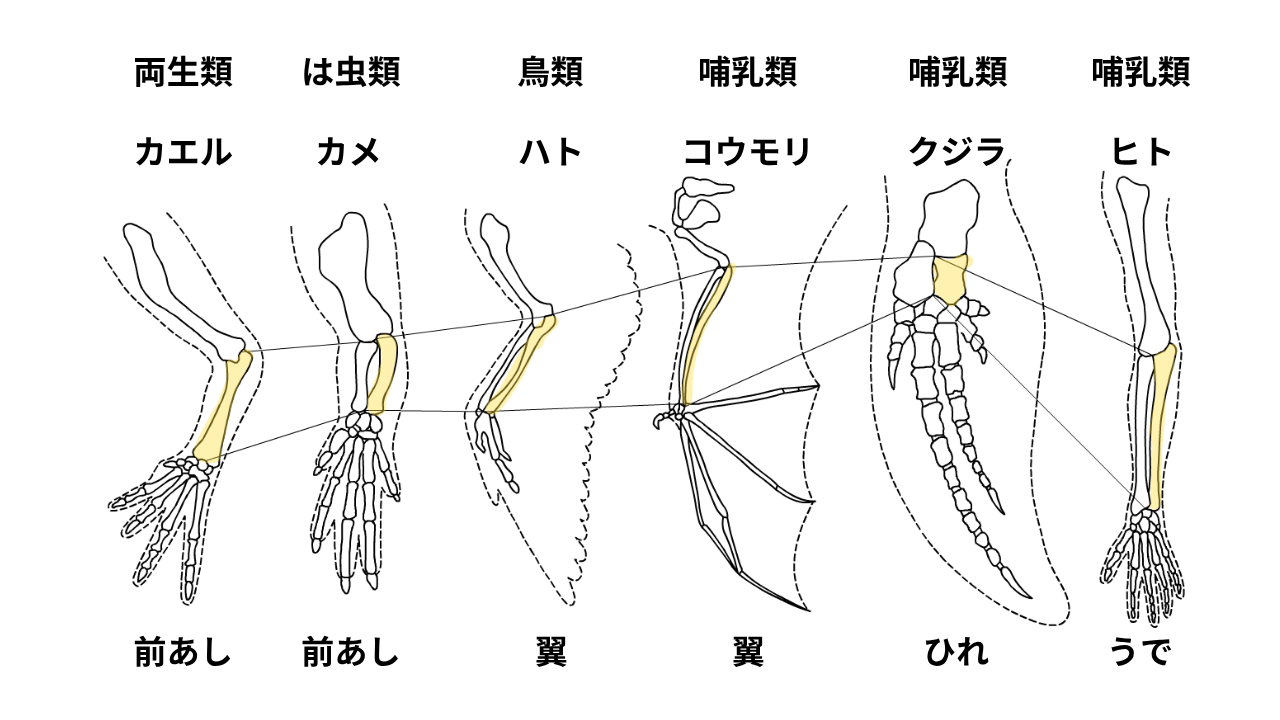 相同器官 分類 生物 相同器官 両生類 カエル 前あし は虫類 カメ 前あし 鳥類 ハト 翼(つばさ) 哺乳類 コウモリ 翼(つばさ) 哺乳類 クジラ ひれ 哺乳類 ヒト うで