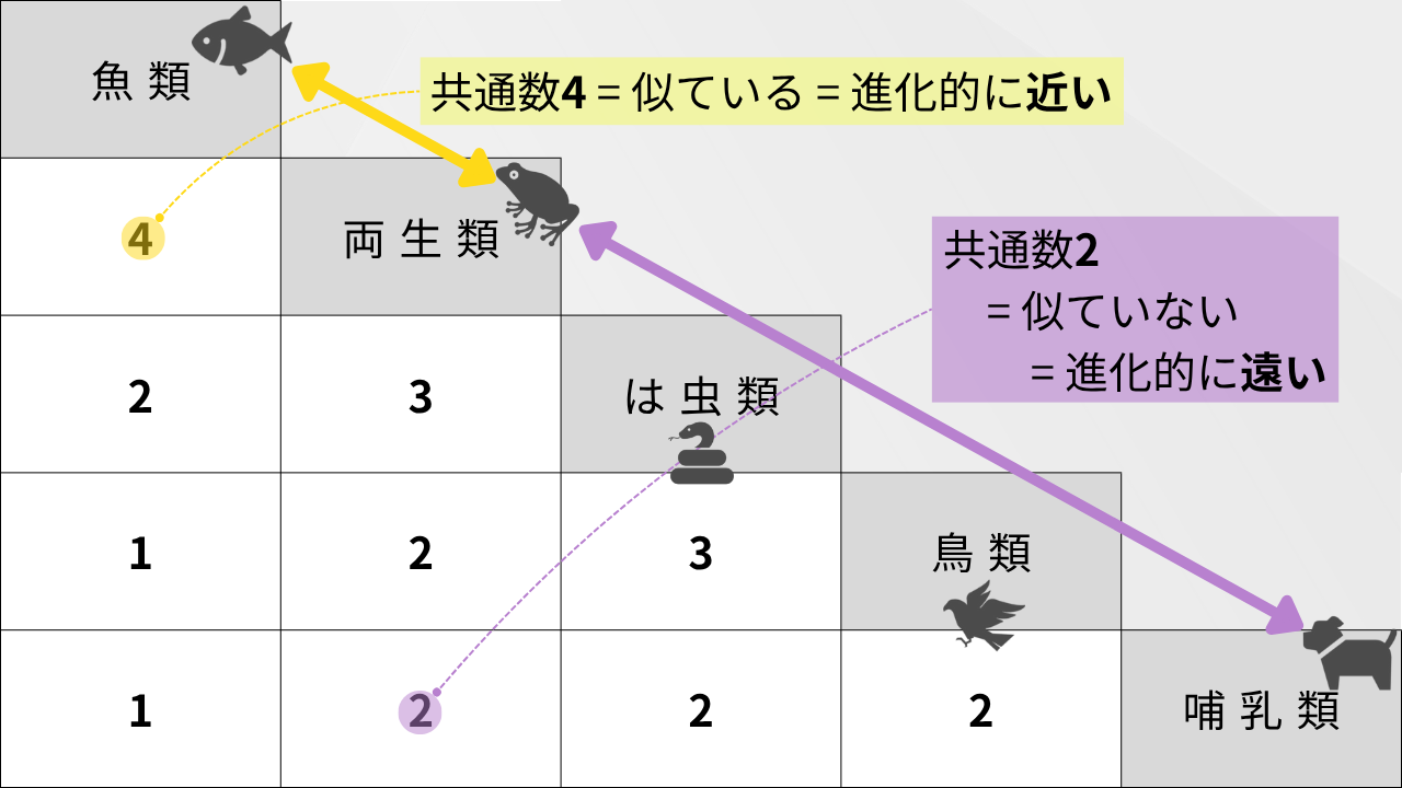 魚類 4 両生類 2 3 は虫類 1 2 3 鳥類 1 2 2 2 哺乳類 両生類×魚類…共通数4 = 似ている = 進化的に近い 両生類×哺乳類…共通数2= 似ていない= 進化的に遠い