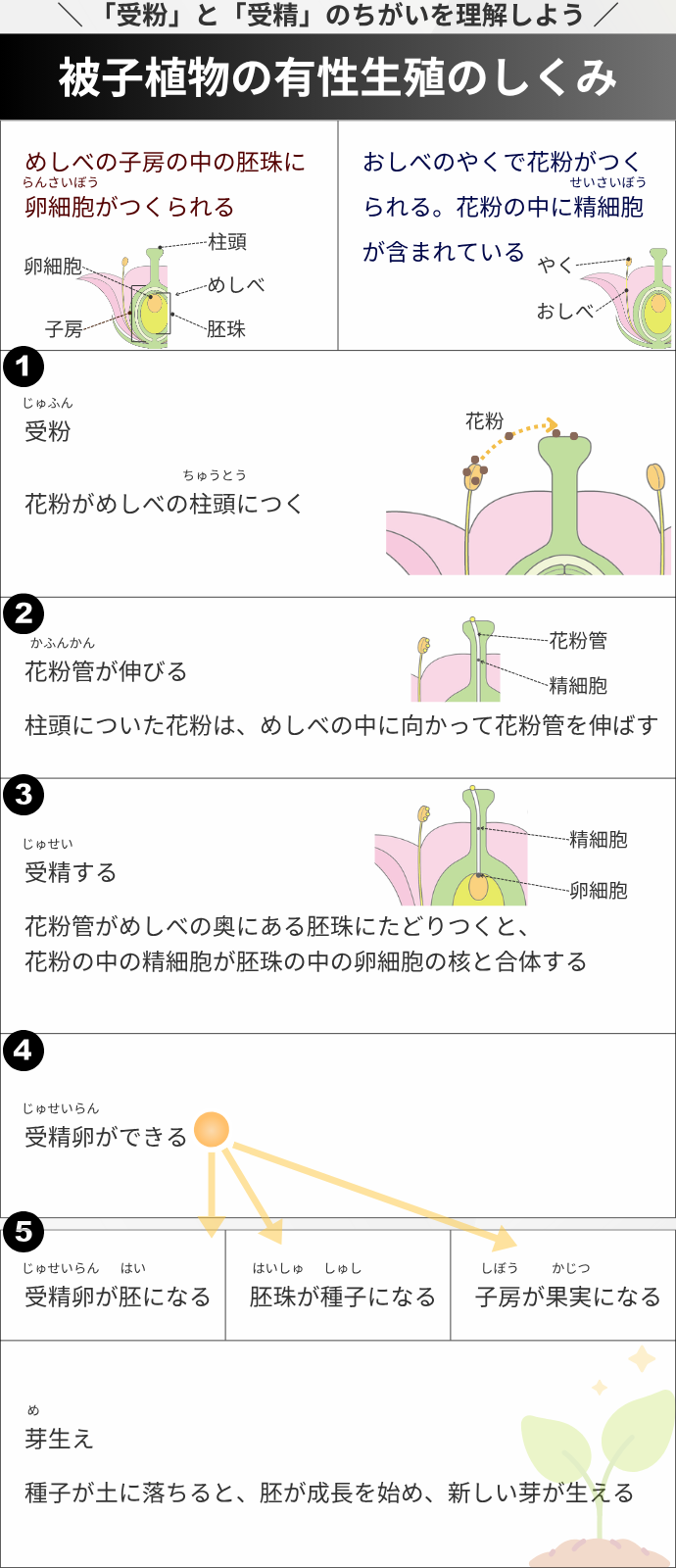 ＼ 「受粉」と「受精」のちがいを理解しよう ／ 被子植物の有性生殖のしくみ "　めしべの子房の中の胚珠に らんさいぼう 　卵細胞がつくられる " "　おしべのやくで花粉がつく せいさいぼう 　られる。花粉の中に精細胞 　が含まれている " " じゅふん 　受粉 ちゅうとう 　花粉がめしべの柱頭につく " " かふんかん 　花粉管が伸びる 　柱頭についた花粉は、めしべの中に向かって花粉管を伸ばす" " じゅせい 　受精する 　花粉管がめしべの奥にある胚珠にたどりつくと、 　花粉の中の精細胞が胚珠の中の卵細胞の核と合体する" " じゅせいらん 　受精卵ができる" " じゅせいらん はい 　受精卵が胚になる" "　　はいしゅ　 しゅし 　胚珠が種子になる" " しぼう かじつ 　子房が果実になる" "　　め 　芽生え 　種子が土に落ちると、胚が成長を始め、新しい芽が生える" 