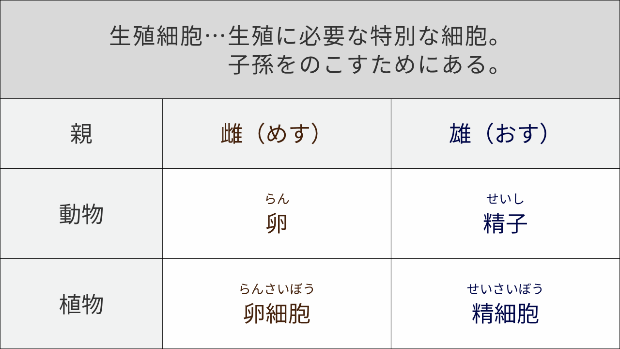"生殖細胞…生殖に必要な特別な細胞。 　　　　　子孫をのこすためにある。" 親 雌（めす） 雄（おす） 動物 "らん 卵" "せいし 精子" 植物 "らんさいぼう 卵細胞" "せいさいぼう 精細胞"