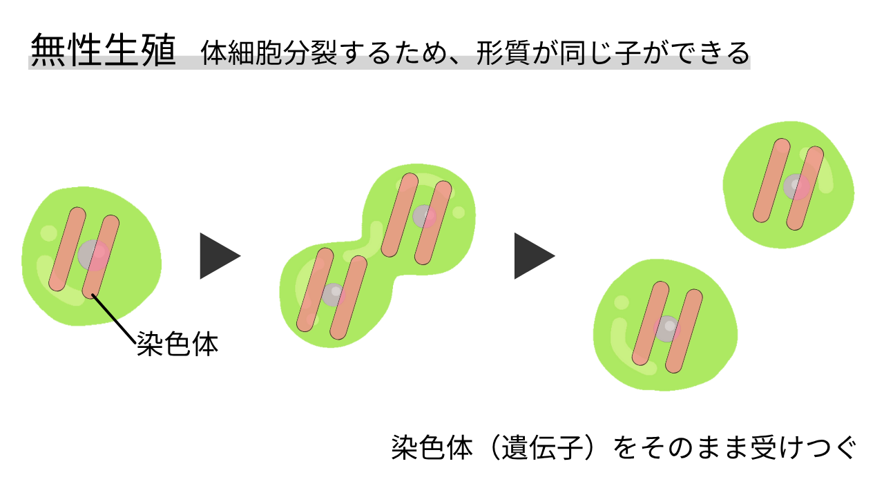 無性生殖 体細胞分裂するため、形質が同じ子ができる 染色体（遺伝子）をそのまま受けつぐ