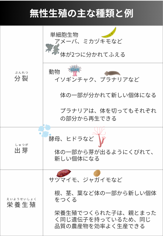 無性生殖の主な種類と例 "ぶんれつ 分裂" " 　単細胞生物 　　アメーバ、ミカヅキモなど 　　　体が2つに分かれてふえる" "　動物 　　イソギンチャク、プラナリアなど 　　　体の一部が分かれて新しい個体になる 　　　プラナリアは、体を切ってもそれぞれ 　　　の部分から再生できる" "しゅつが 出芽" "　酵母、ヒドラなど 　　体の一部から芽が出るようにくびれて、 　　新しい個体になる" "えいようせいしょく 栄養生殖" "　サツマイモ、ジャガイモなど 　　根、茎、葉など体の一部から新しい個体 　　をつくる 　　栄養生殖でつくられた子は、親とまった 　　く同じ遺伝子を持っているため、同じ 　　品質の農産物を効率よく生産できる" 