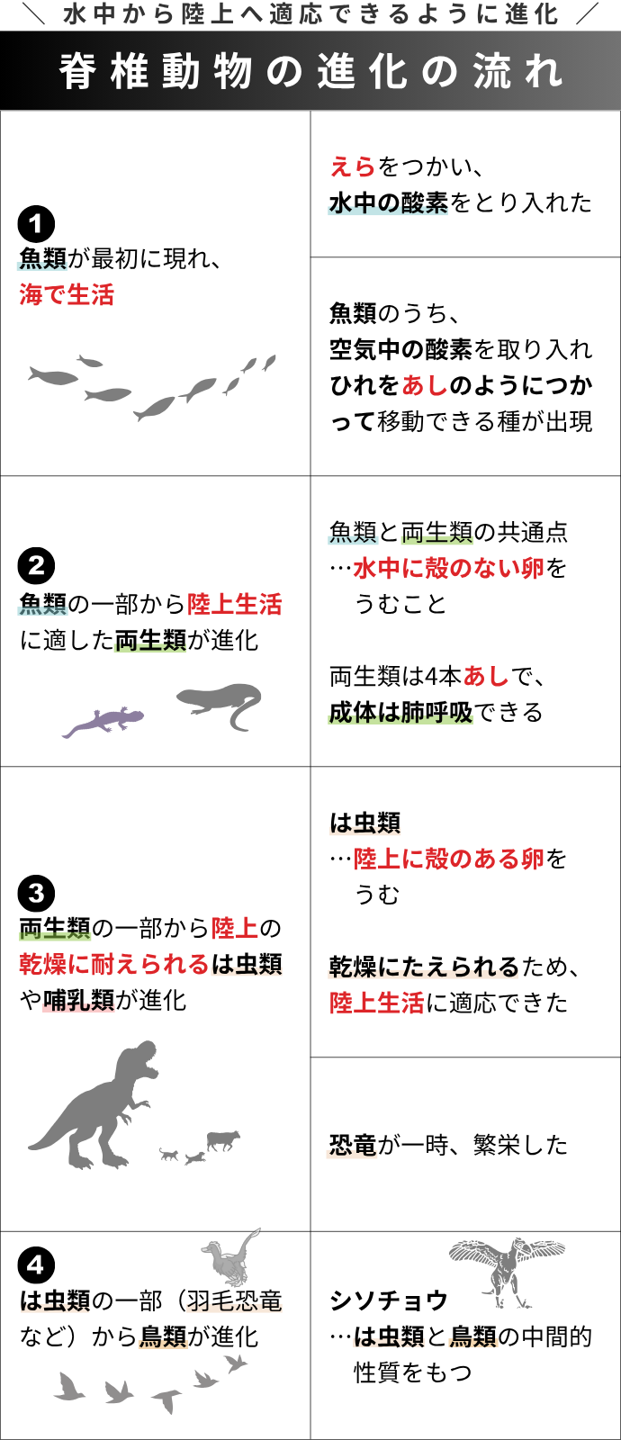 ＼ 水中から陸上へ適応できるように進化 ／ [脊椎動物の進化の流れ] 魚類が最初に現れ、 海で生活 えらをつかい、 水中の酸素をとり入れた 魚類のうち、 空気中の酸素を取り入れ ひれをあしのようにつかって移動できる種が出現 魚類の一部から陸上生活に適した両生類が進化 魚類と両生類の共通点 …水中に殻のない卵を 　うむこと 両生類は4本あしで、 成体は肺呼吸できる 両生類の一部から陸上の乾燥に耐えられるは虫類や哺乳類が進化 は虫類 …陸上に殻のある卵を 　うむ 乾燥にたえられるため、陸上生活に適応できた 恐竜が一時、繁栄した は虫類の一部（羽毛恐竜など）から鳥類が進化 シソチョウ …は虫類と鳥類の中間的　　 　性質をもつ