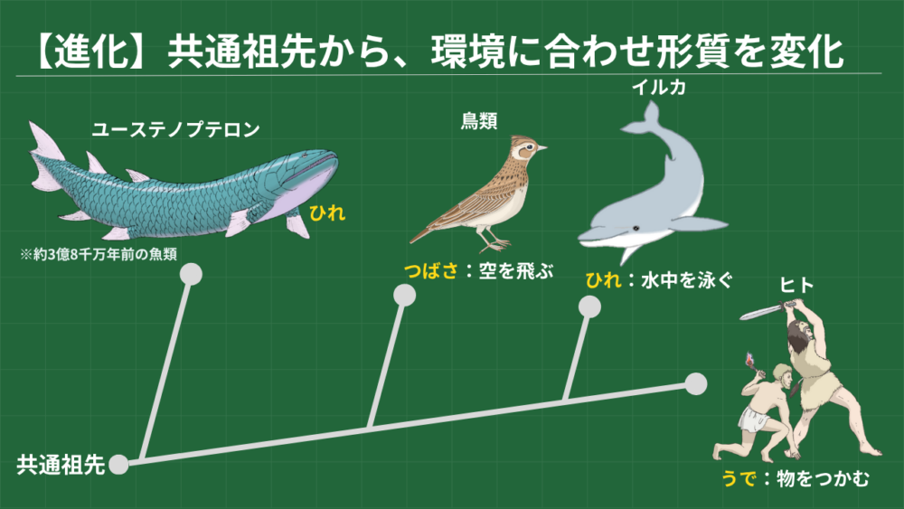 【進化】共通祖先から、環境に合わせ形質を変化 共通祖先→ ・ユーステノプテロン ひれ ・鳥類 つばさ:空を飛ぶ ・イルカ ひれ:水中を泳ぐ ・ヒト うで:物をつかむ