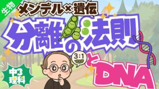 アイキャッチ-メンデル×遺伝 分離の法則とDNA