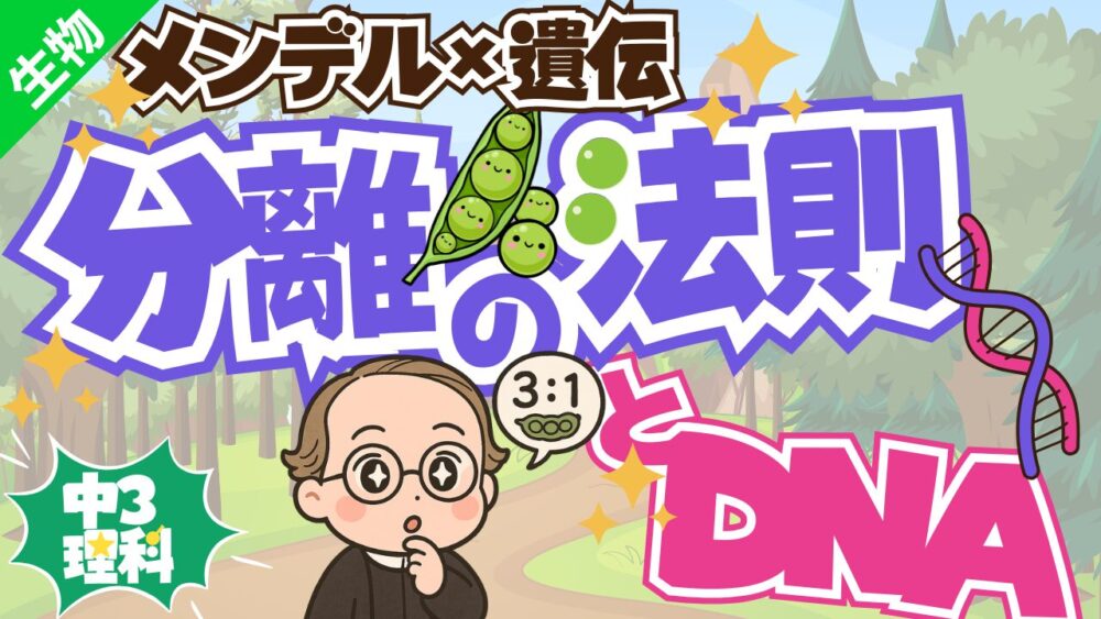 アイキャッチ-メンデル×遺伝　分離の法則とDNA