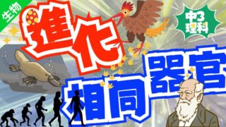 中3理科 生物分野 進化 相同器官