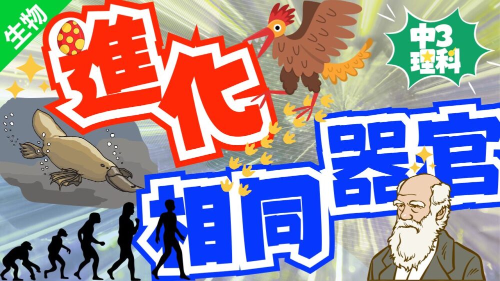 中3理科 生物分野 進化 相同器官