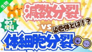 【中3理科】細胞分裂のしくみを徹底解説！体細胞分裂と減数分裂のちがいを分かりやすく！