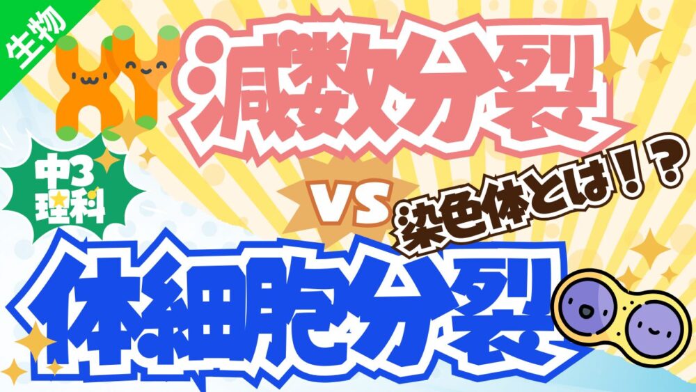 【中3理科】細胞分裂のしくみを徹底解説！体細胞分裂と減数分裂のちがいを分かりやすく！