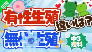 【中3理科】有性生殖と無性生殖を徹底解説｜受精の流れを分かりやすく！