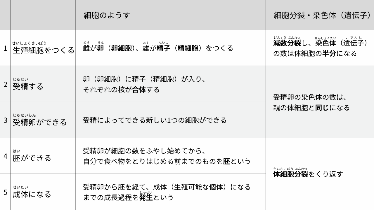  　細胞のようす 　細胞分裂・染色体（遺伝子） 1 " せいしょくさいぼう 生殖細胞をつくる" 　雌が卵（卵細胞）、雄が精子（精細胞）をつくる "　減数分裂し、染色体（遺伝子） 　の数は体細胞の半分になる" 2 " じゅせい 受精する" "　卵（卵細胞）に精子（精細胞）が入り、 　それぞれの核が合体する" "　受精卵の染色体の数は、 　親の体細胞と同じになる" 3 " じゅせいらん 受精卵ができる" 　受精によってできる新しい1つの細胞ができる 4 " はい 胚ができる" "　受精卵が細胞の数をふやし始めてから、 　自分で食べ物をとりはじめる前までのものを胚という" 　体細胞分裂をくり返す 5 " せいたい 成体になる" "　受精卵から胚を経て、成体（生殖可能な個体）になる 　までの成長過程を発生という" 