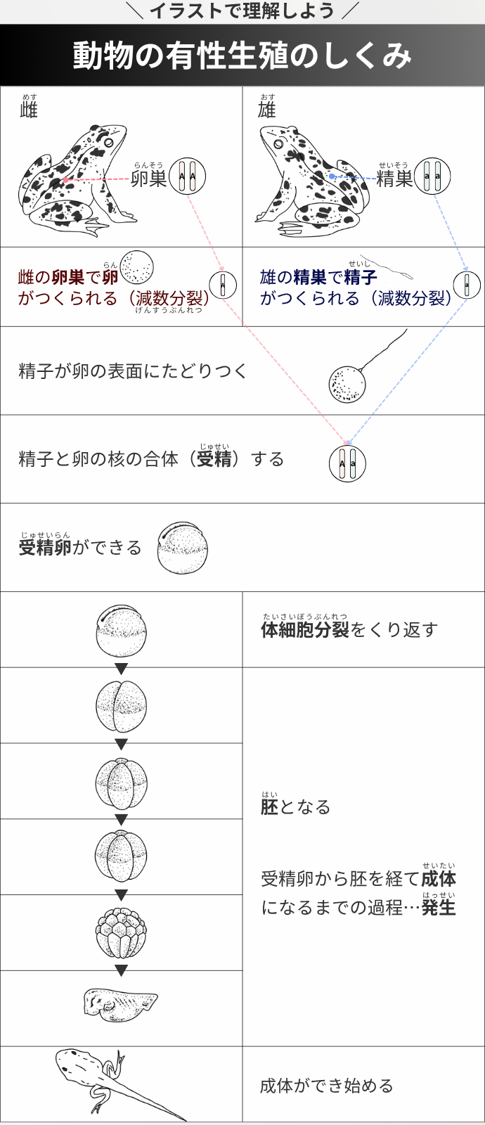 ＼ イラストで理解しよう ／ 動物の有性生殖のしくみ "　雌の卵巣で卵 　がつくられる（減数分裂）" "　雄の精巣で精子 　がつくられる（減数分裂）" 　精子が卵の表面にたどりつく 　精子と卵の核の合体（受精）する 　受精卵ができる 　体細胞分裂をくり返す "　胚となる 　受精卵から胚を経て成体 　になるまでの過程…発生" 　成体ができ始める 