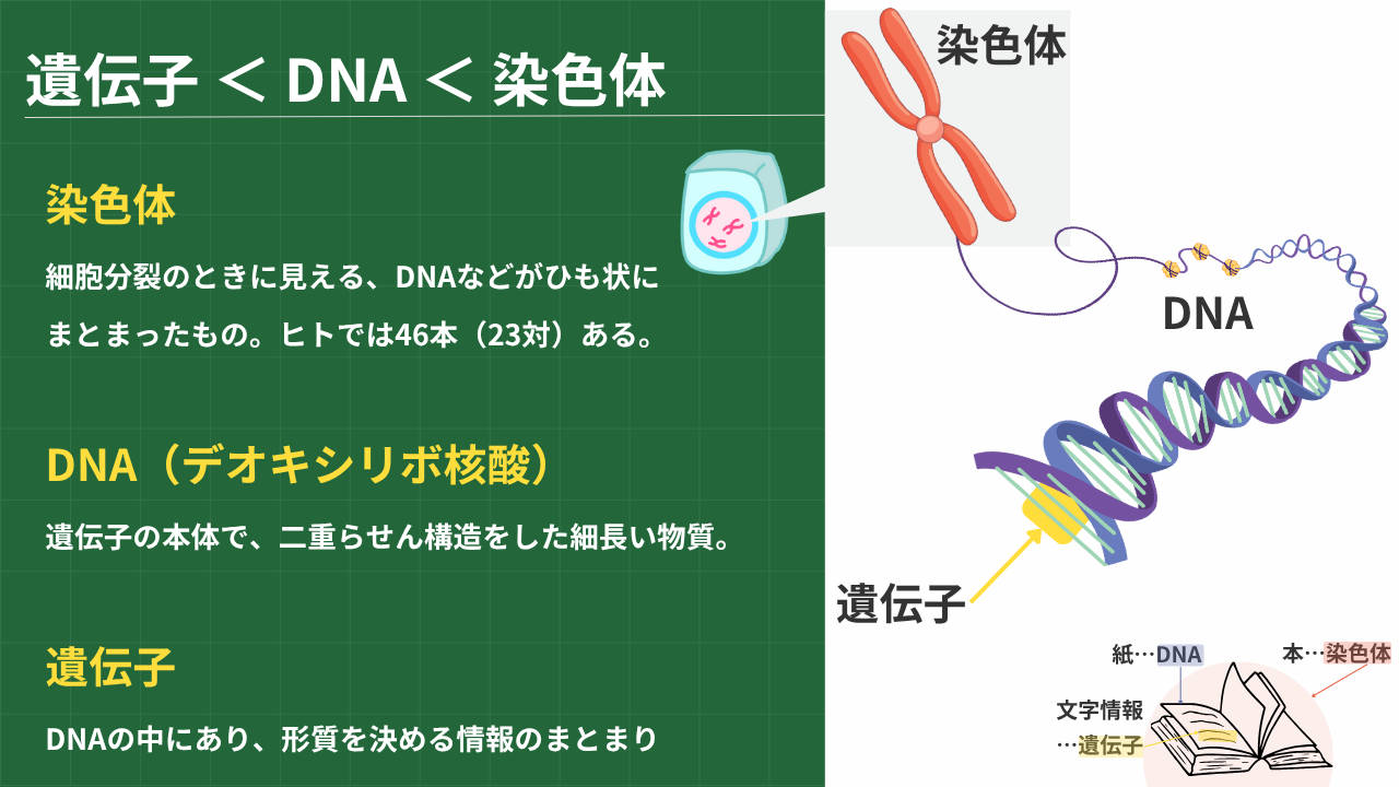 遺伝子 ＜ DNA ＜ 染色体 染色体； 細胞分裂のときに見える、DNAなどがひも状にまとまったもの。ヒトでは46本（23対）ある。 DNA（デオキシリボ核酸）； 遺伝子の本体で、二重らせん構造をした細長い物質。 遺伝子； DNAの中にあり、形質を決める情報のまとまり 本…染色体 紙…DNA 文字情報…遺伝子