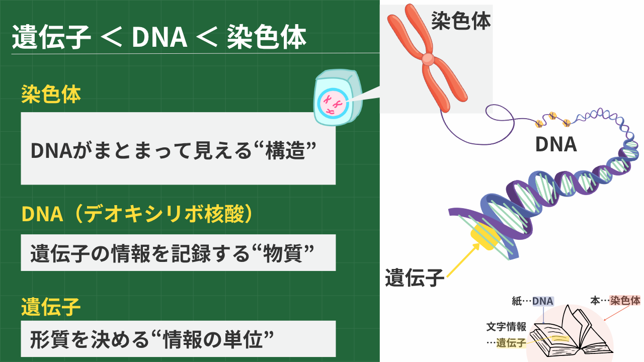 遺伝子 < DNA < 染色体 染色体=「DNAがまとまって見える“構造”」 細胞分裂のときに見える、DNAなどがひも状に まとまったもの。ヒトでは46本(23対)ある。 DNA(デオキシリボ核酸)=「遺伝子の情報を記録する“物質”」 遺伝子の本体で、二重らせん構造をした細長い物質。 遺伝子=「形質を決める“情報の単位”」 DNAの中にあり、形質を決める情報のまとまり 本で例えると 本…染色体 紙…DNA 文字情報…遺伝子