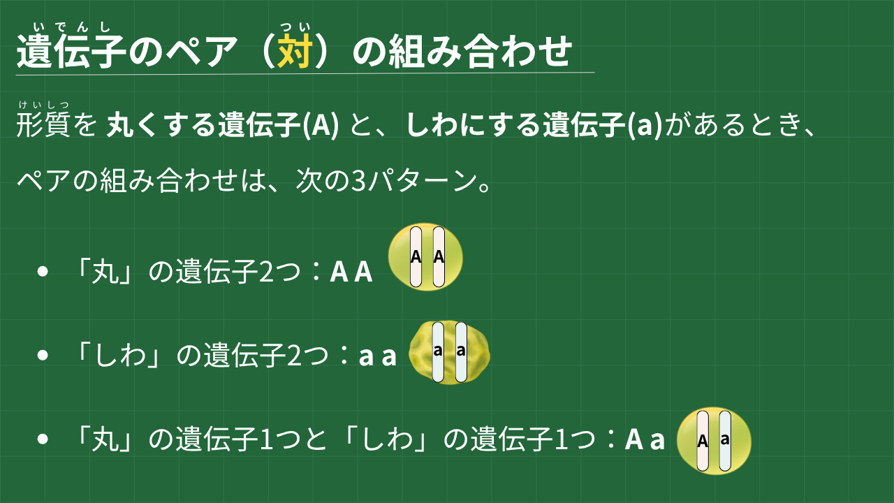 遺伝子のペア（対）の組み合わせ 形質を 丸くする遺伝子(A) と、しわにする遺伝子(a)があるとき、 ペアの組み合わせは、次の3パターン。 1.「丸」の遺伝子2つ：A A 2.「しわ」の遺伝子2つ：a a 3.「丸」の遺伝子1つと「しわ」の遺伝子1つ：A a