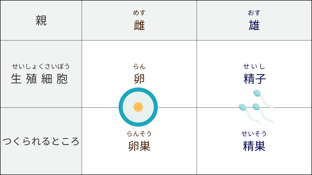 親 "めす 雌" "おす 雄" "せいしょくさいぼう 生殖細胞" "らん 卵" "せいし 精子" つくられるところ "らんそう 卵巣" "せいそう 精巣"