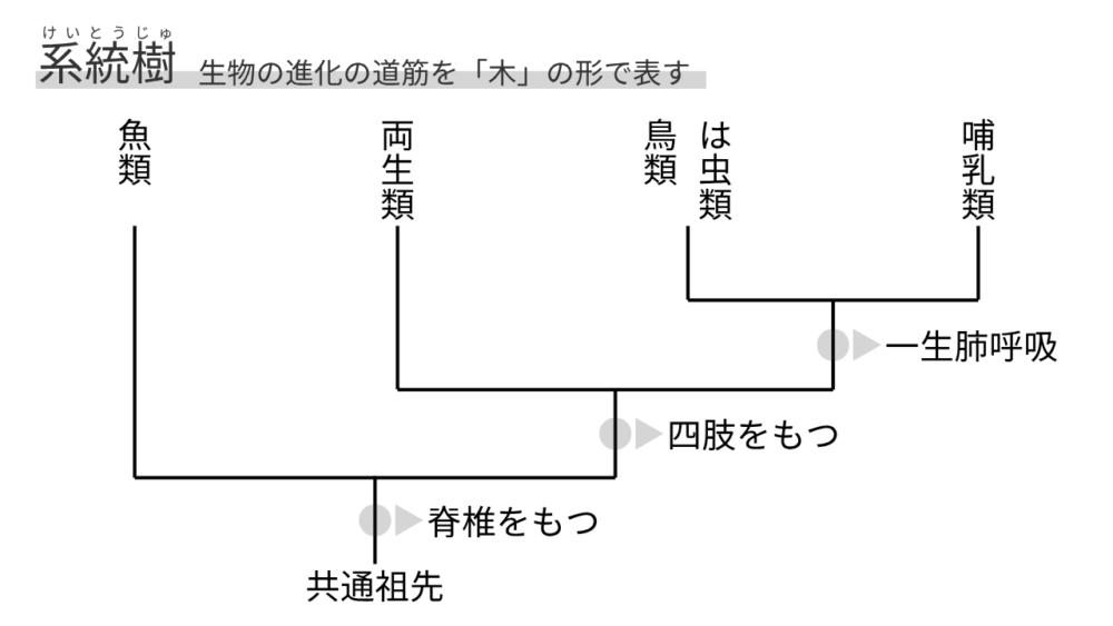 哺乳類の系統樹 生物の進化の道筋を「木」の形で表す 鳥類 は虫類 両生類 哺乳類 魚類