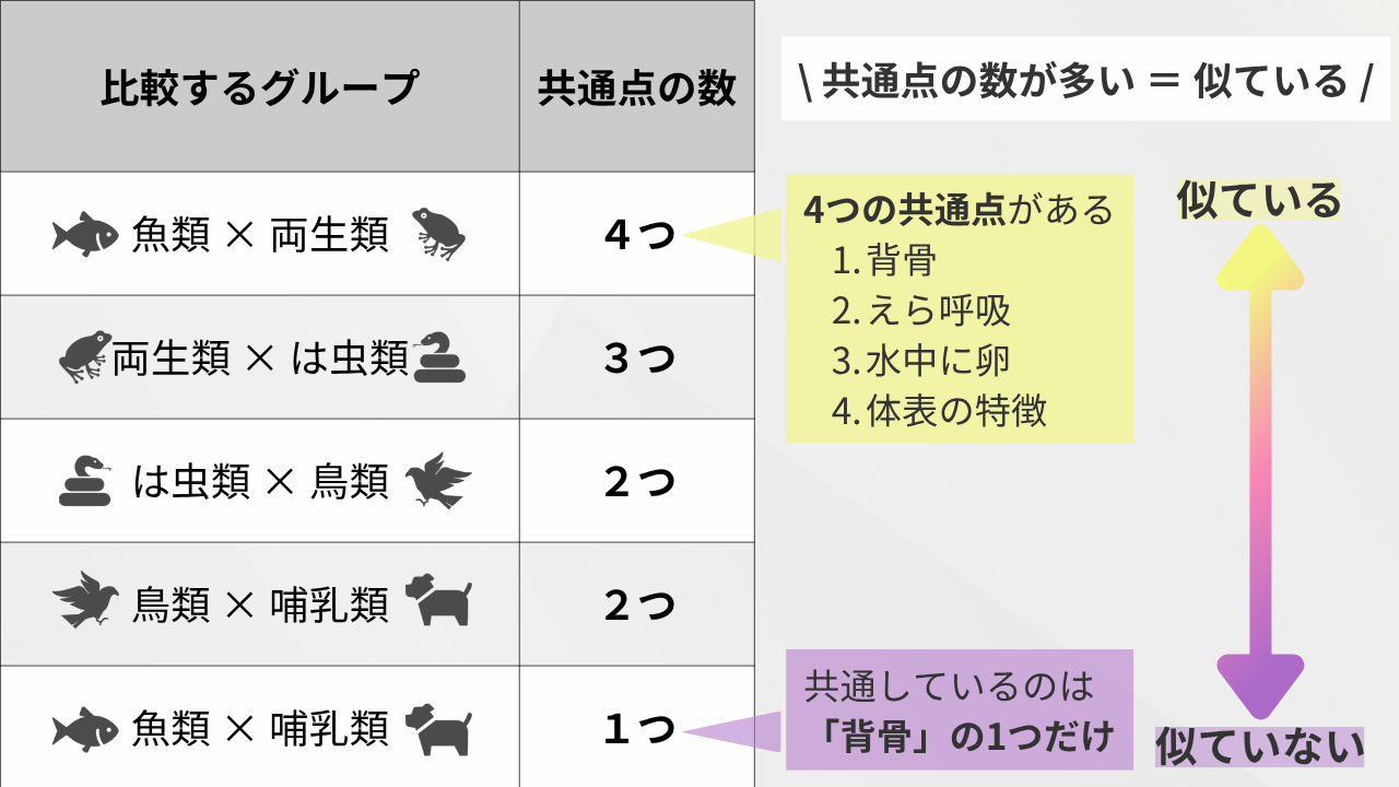 比較するグループ 共通点の数 魚類×両生類 4つ 魚類×哺乳類 1つ 両生類×は虫類 3つ は虫類×鳥類 2つ 鳥類×哺乳類 2つ \ 共通点の数が多い ＝ 似ている / 4つの共通点がある[背骨・えら呼吸・水中に卵・体表の特徴]…似ている 共通しているのは「背骨」の1つだけ…似ていない