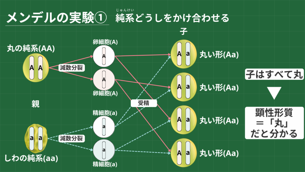 メンデルの実験① 純系どうしをかけ合わせる 丸の純系(AA)×しわの純系(aa)＝子；丸い形(Aa) つまり、子はすべて丸 顕性形質＝「丸」だと分かる