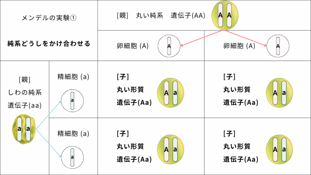 "メンデルの実験① 純系どうしをかけ合わせる" 　　[親]　丸い純系　遺伝子(AA) 　　卵細胞 (A) 　　卵細胞 (A) "[親] しわの純系 遺伝子(aa) " "精細胞 (a) " "　　[子] 　　丸い形質 　　遺伝子(Aa)" "　　[子] 　　丸い形質 　　遺伝子(Aa)" "精細胞 (a) " "　　[子] 　　丸い形質 　　遺伝子(Aa)" "　　[子] 　　丸い形質 　　遺伝子(Aa)" 