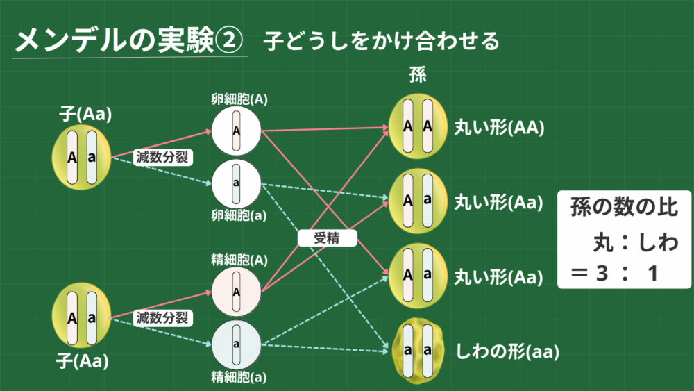 メンデルの実験② 子どうしをかけ合わせる 子(Aa)×子(Aa) 減数分裂により ・卵細胞(A)と卵細胞(a)に分かれる ・精細胞(A)と精細胞(a)に分かれる 受精ですべてをランダムにかけ合わせると、 孫の数の比は 丸：しわ＝3：1となる