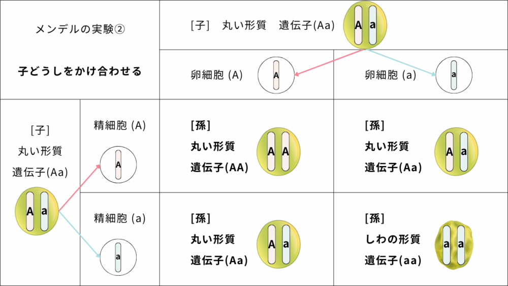 "メンデルの実験② 子どうしをかけ合わせる" 　　[子]　丸い形質　遺伝子(Aa) 　　卵細胞 (A) 　　卵細胞 (a) "[子] 丸い形質 遺伝子(Aa) " "精細胞 (A) " "　　[孫] 　　丸い形質 　　遺伝子(AA)" "　　[孫] 　　丸い形質 　　遺伝子(Aa)" "精細胞 (a) " "　　[孫] 　　丸い形質 　　遺伝子(Aa)" "　　[孫] 　　しわの形質 　　遺伝子(aa)"