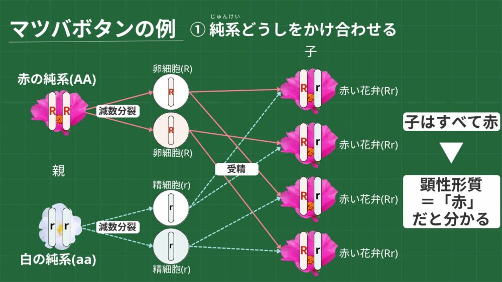 マツバボタンの例 ① 純系どうしをかけ合わせる 親； 赤の純系(AA)×白の純系(aa) 減数分裂 受精 子；すべて赤い花弁(Rr) 顕性形質＝「赤」だと分かる