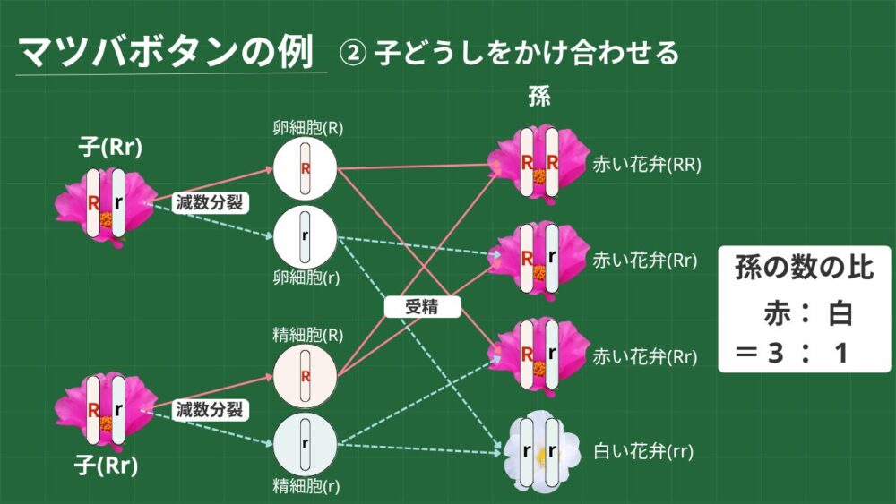 マツバボタンの例 ② 子どうしをかけ合わせる 子(Rr)×子(Rr) 減数分裂 受精 孫の数の比 赤： 白＝ 3 ： 1