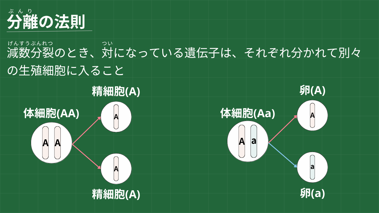 分離の法則 減数分裂のとき、対になっている遺伝子は、それぞれ分かれて別々の生殖細胞に入ること