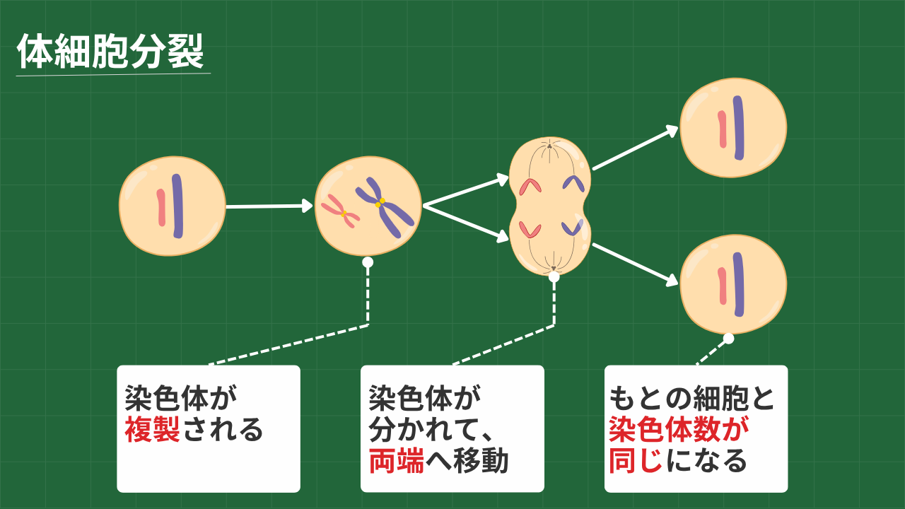 体細胞分裂 1.染色体が複製される 2.染色体が分かれて、両端へ移動 3.もとの細胞と染色体が同じになる