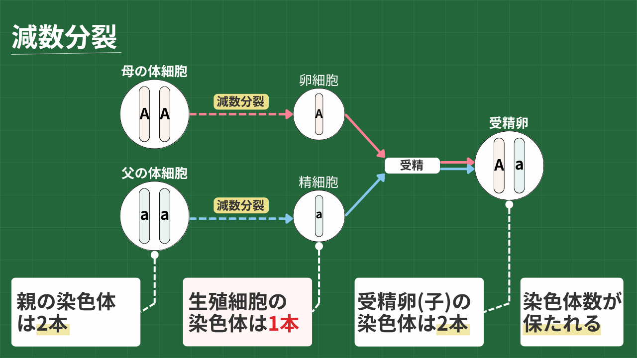 減数分裂 1.親の染色体は2本 2.生殖細胞の染色体は1本 3.受精卵(子)の染色体は2本 4.染色体数が保たれる