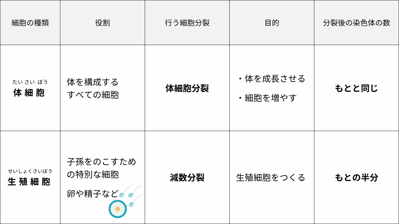 細胞の種類 役割 行う細胞分裂 目的 分裂後の染色体の数 "たい さい ぼう 体細胞" "体を構成する すべての細胞" 体細胞分裂 "・体を成長させる ・細胞を増やす" もとと同じ "せいしょくさいぼう 生殖細胞" "子孫をのこすための特別な細胞 卵や精子など" 減数分裂 生殖細胞をつくる もとの半分