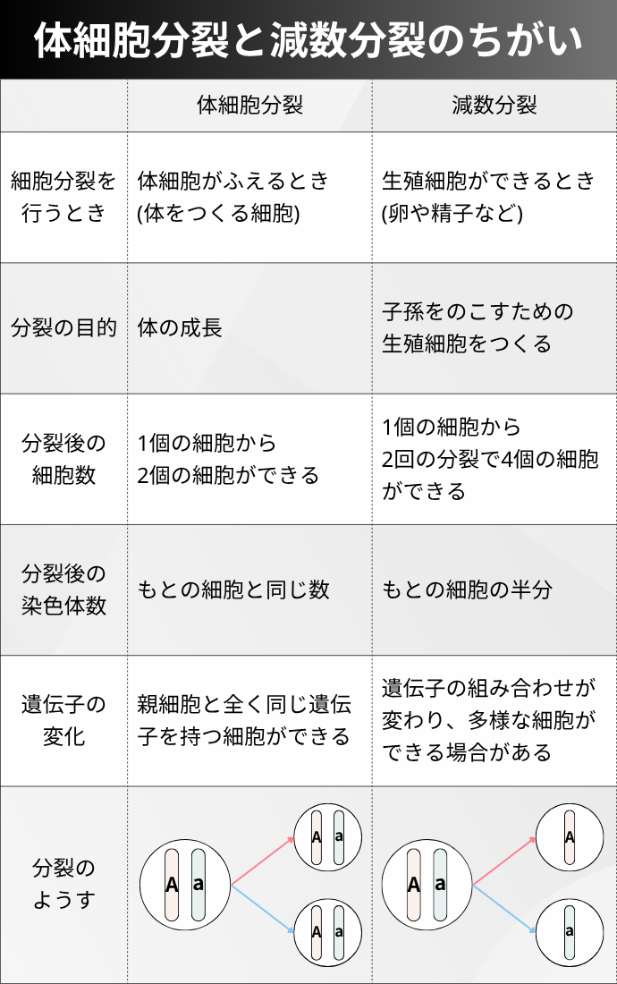 体細胞分裂と減数分裂のちがい 体細胞分裂 減数分裂 細胞分裂を行うとき "体細胞がふえるとき (体をつくる細胞)" "生殖細胞ができるとき (卵や精子など)" 分裂の目的 体の成長 "子孫をのこすための 生殖細胞をつくる" "分裂後の 細胞数" "1個の細胞から 2個の細胞ができる" "1個の細胞から 2回の分裂で4個の細胞 ができる" "分裂後の 染色体数" もとの細胞と同じ数 もとの細胞の半分 "遺伝子の 変化" 親細胞と全く同じ遺伝子を持つ細胞ができる 遺伝子の組み合わせが変わり、多様な細胞ができる場合がある