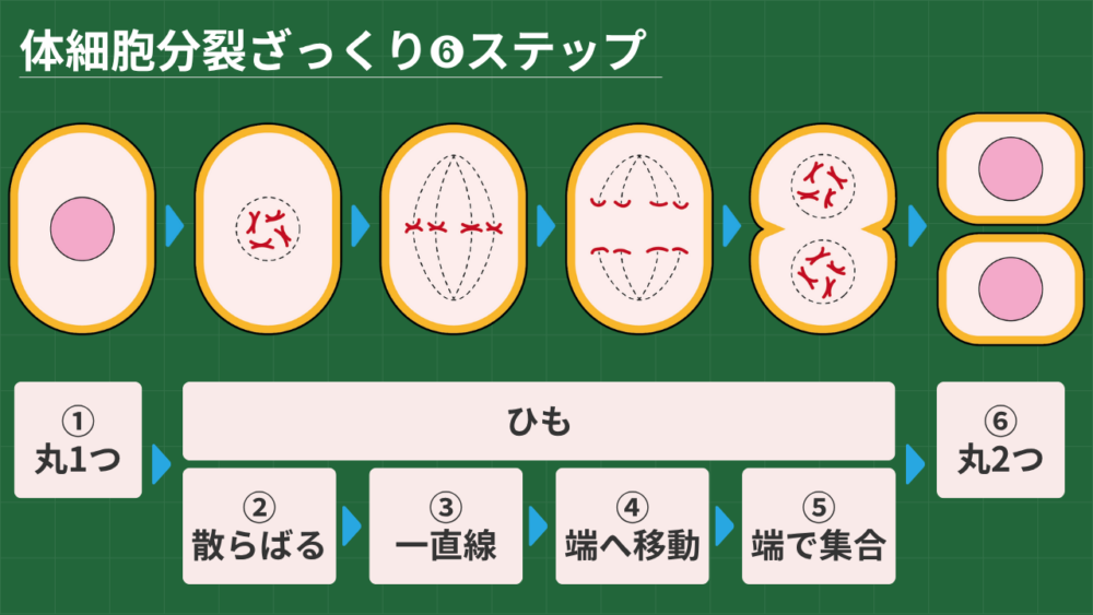 体細胞分裂ざっくり➏ステップ ①丸1つ ひも ②散らばる ③一直線 ④端へ移動 ⑤端で集合 ⑥丸2つ