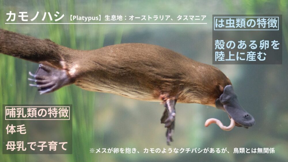 カモノハシ【Platypus】生息地:オーストラリア、タスマニア 哺乳類の特徴;母乳で子育て、体毛 は虫類の特徴;殻のある卵を陸上に産む ※メスが卵を抱き、カモのようなクチバシがあるが、鳥類とは無関係