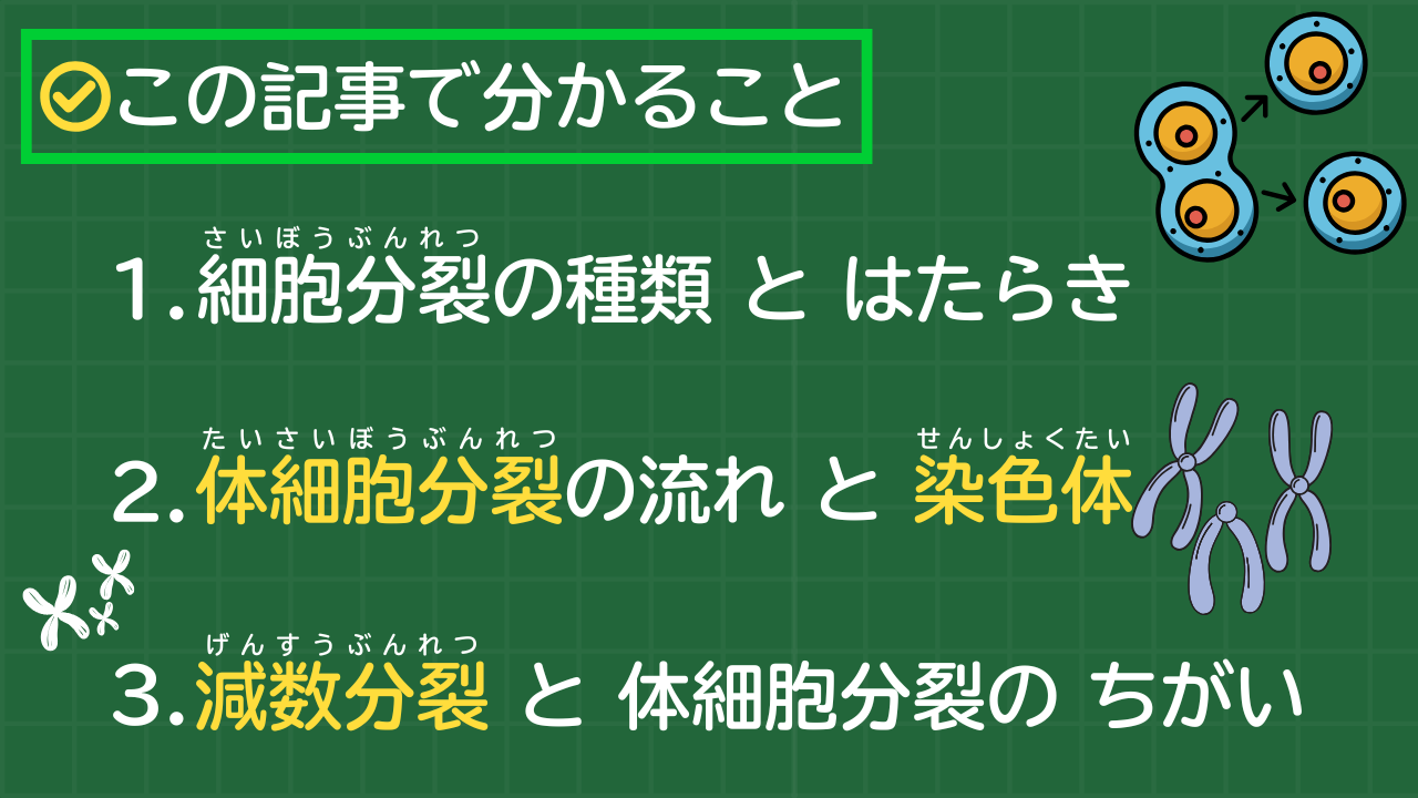 この記事で分かること 1. 細胞分裂の種類とはたらき 2. 体細胞分裂の流れと染色体 3. 減数分裂と体細胞分裂のちがい