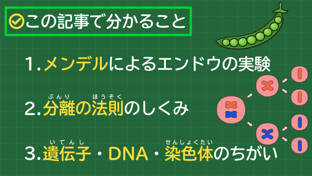 この記事で分かること 1. メンデルによるエンドウの実験 2. 分離の法則のしくみ 3. 遺伝子・DNA・染色体のちがい